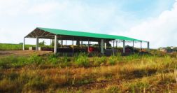 Plot 4: Jamun